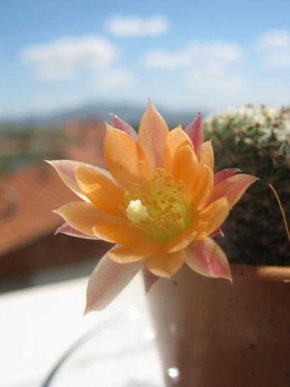 Name:  rebutia.jpg
Views: 874
Size:  18.1 KB