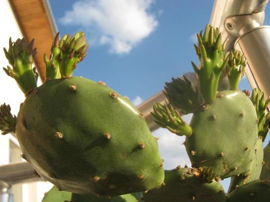 Name:  opuntia v..jpg
Views: 870
Size:  30.3 KB