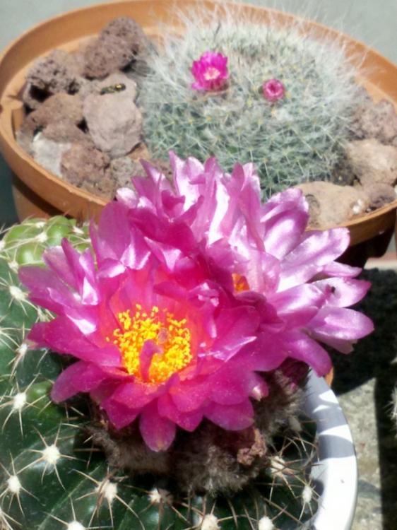 Name:  20160515_105542.jpg
Views: 920
Size:  66.4 KB