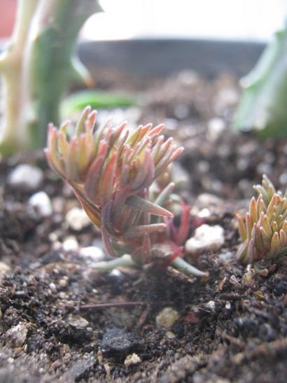 Name:  sedum chocolote.jpg
Views: 836
Size:  34.2 KB
