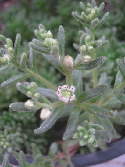 Name:  sedum.jpg
Views: 827
Size:  30.1 KB