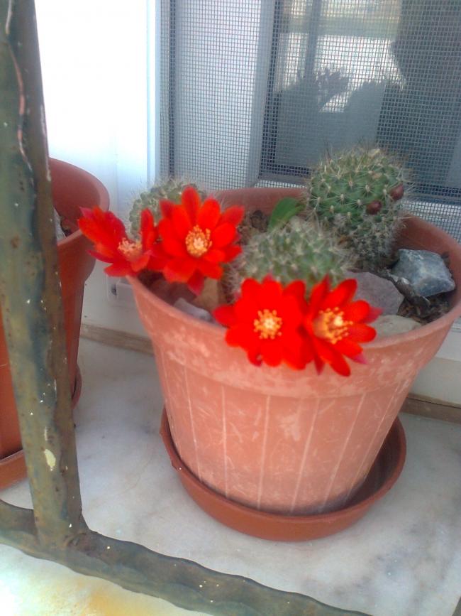 Name:  Fotoraf3813.jpg
Views: 664
Size:  67.3 KB