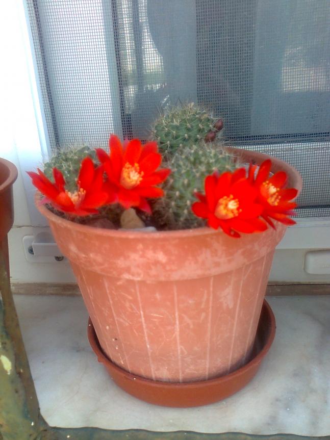 Name:  Fotoraf3812.jpg
Views: 659
Size:  69.7 KB