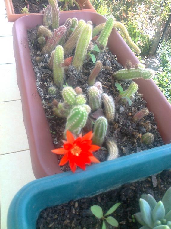 Name:  Fotoraf3814.jpg
Views: 660
Size:  72.5 KB