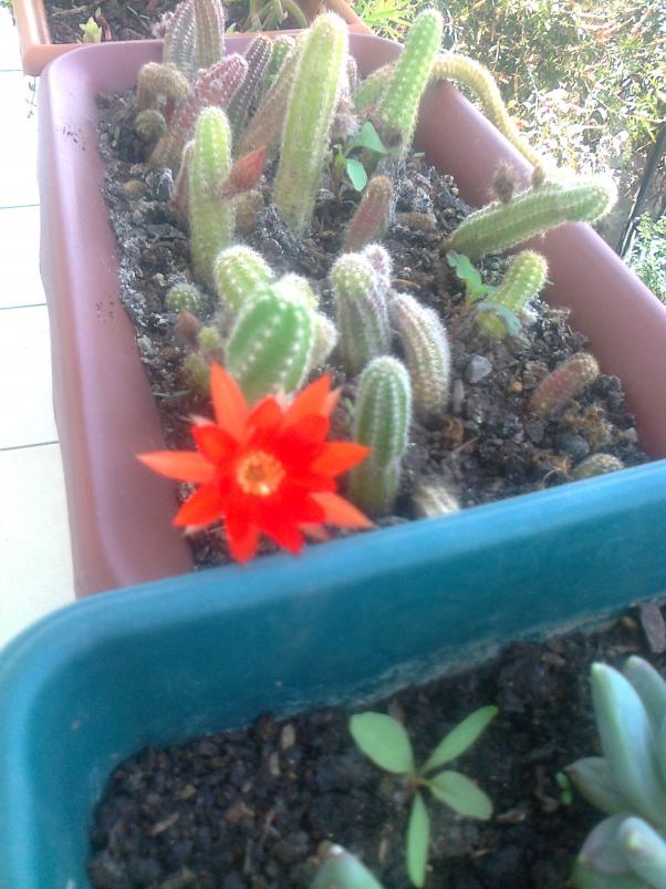 Name:  Fotoraf3815.jpg
Views: 648
Size:  71.7 KB