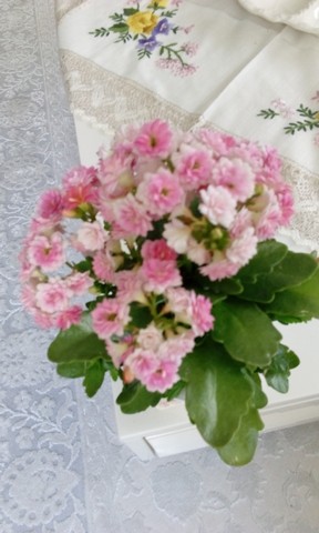 Name:  Image00022.jpg
Views: 937
Size:  50.5 KB