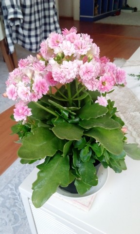 Name:  Image00023.jpg
Views: 622
Size:  55.0 KB