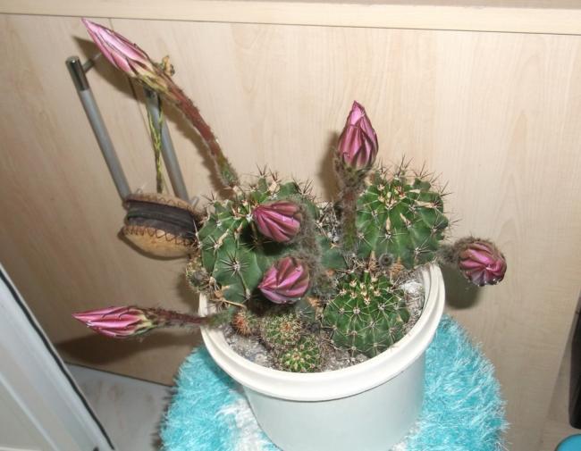 Name:  DSCF9423.jpg
Views: 533
Size:  43.9 KB