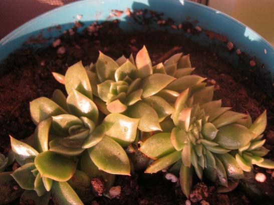 Name:  echeveria.jpg
Views: 757
Size:  36.1 KB