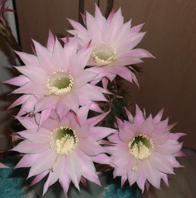Name:  DSCF9434.jpg
Views: 498
Size:  46.5 KB