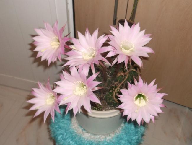 Name:  DSCF9443.jpg
Views: 497
Size:  33.8 KB
