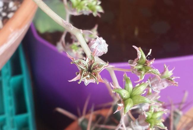 Name:  echeveria tohum.jpg
Views: 932
Size:  31.3 KB