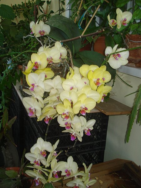Name:  DSC08466.jpg
Views: 1034
Size:  67.1 KB