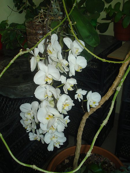 Name:  DSC08473.jpg
Views: 1044
Size:  61.2 KB