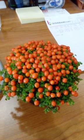 Name:  Image00108.jpg
Views: 770
Size:  52.6 KB