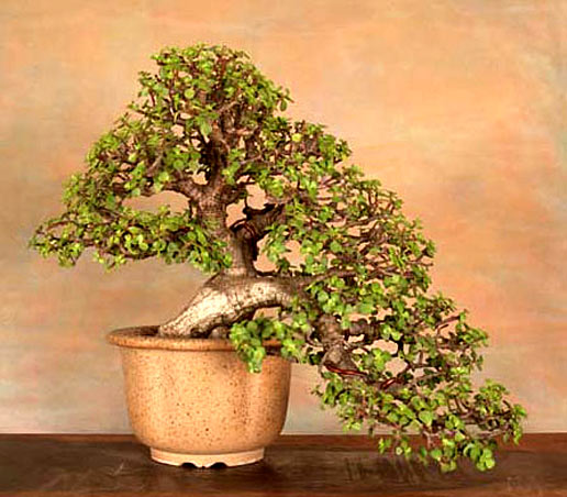 Name:  005 8_pedro_morales_portulacari.jpg
Views: 1035
Size:  64.7 KB