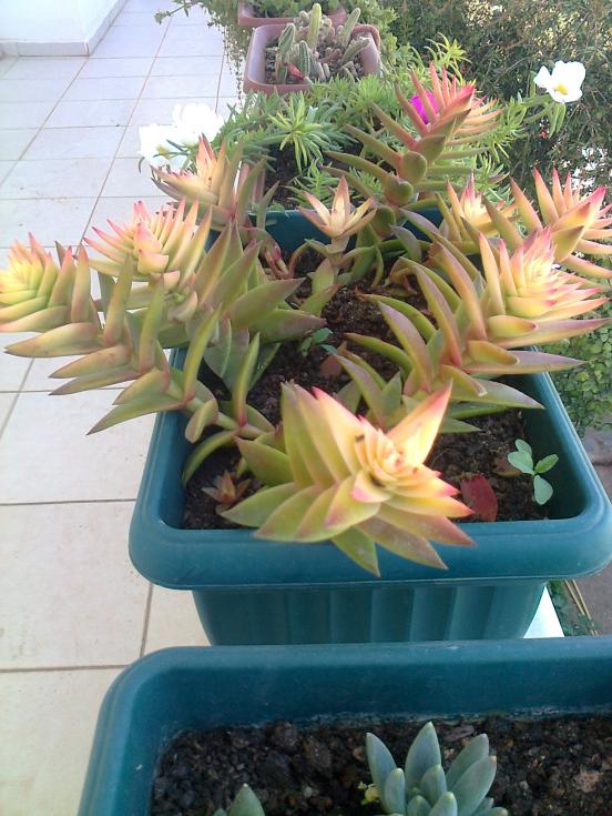 Name:  Fotoraf3885.jpg
Views: 813
Size:  73.4 KB