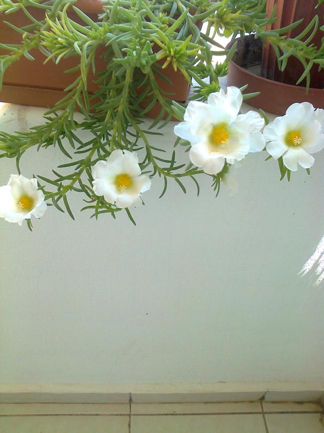 Name:  Fotoraf3905.jpg
Views: 807
Size:  64.8 KB