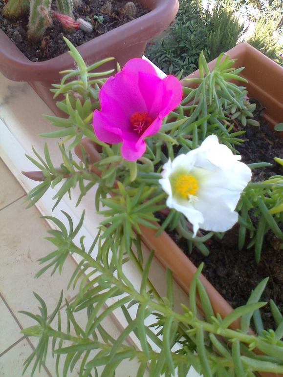 Name:  Fotoraf3884.jpg
Views: 831
Size:  73.7 KB
