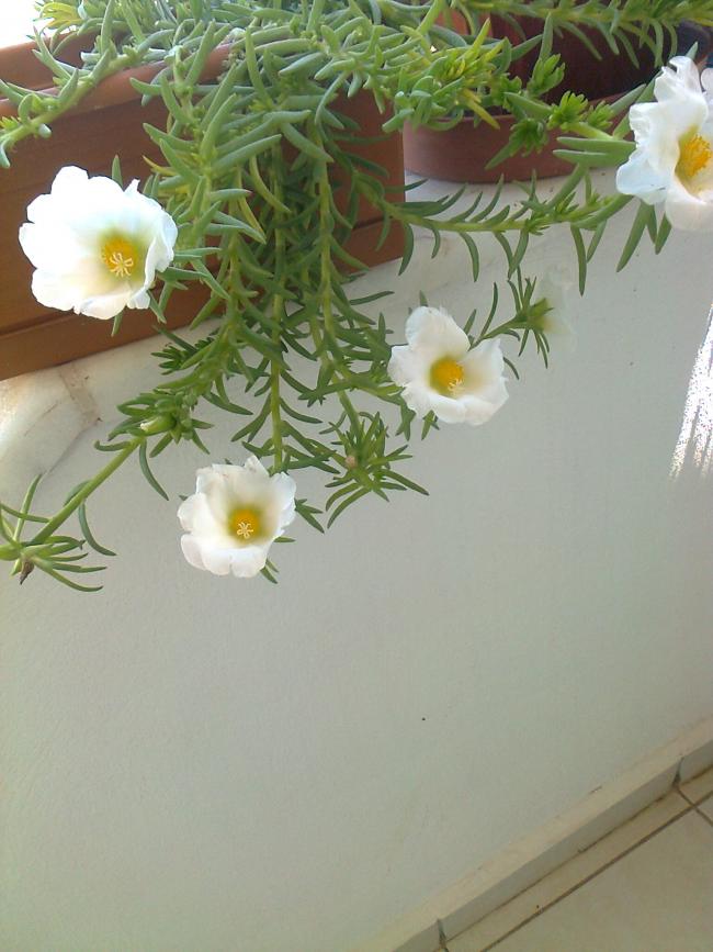 Name:  Fotoraf3906.jpg
Views: 798
Size:  63.8 KB