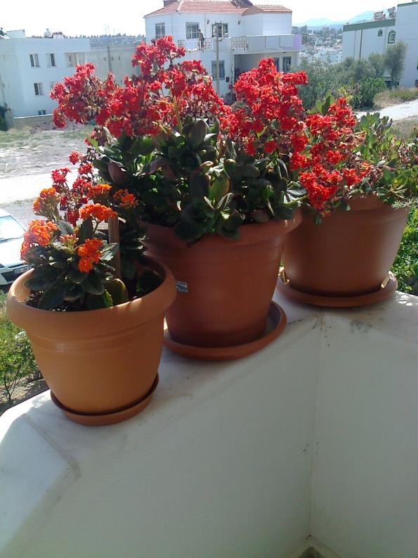 Name:  Fotoraf3894.jpg
Views: 754
Size:  71.9 KB