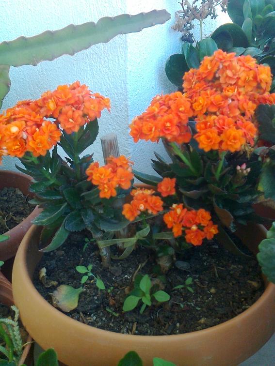 Name:  Fotoraf4023.jpg
Views: 779
Size:  72.7 KB