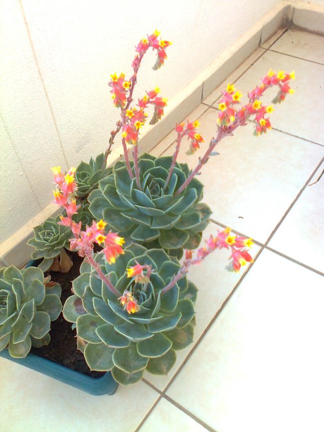 Name:  Fotoraf4032.jpg
Views: 872
Size:  67.4 KB
