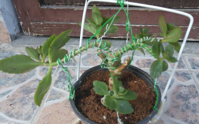 Name:  20160616_195130-1.jpg
Views: 390
Size:  46.5 KB