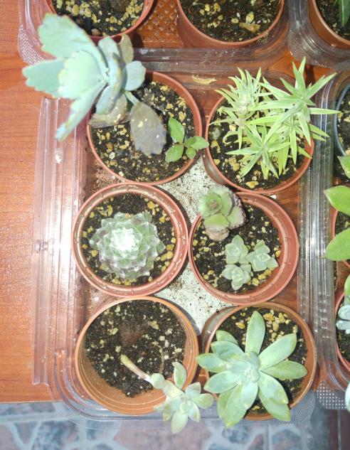 Name:  20160616_195101-1.jpg
Views: 395
Size:  74.9 KB