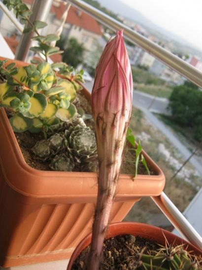 Name:  k. topuzu.jpg
Views: 1011
Size:  35.9 KB