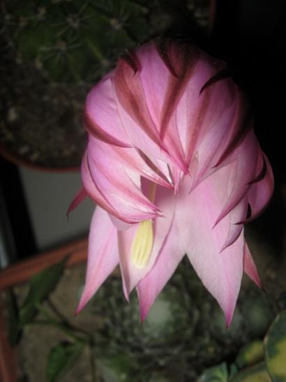 Name:  k. topuzu1.jpg
Views: 993
Size:  22.1 KB