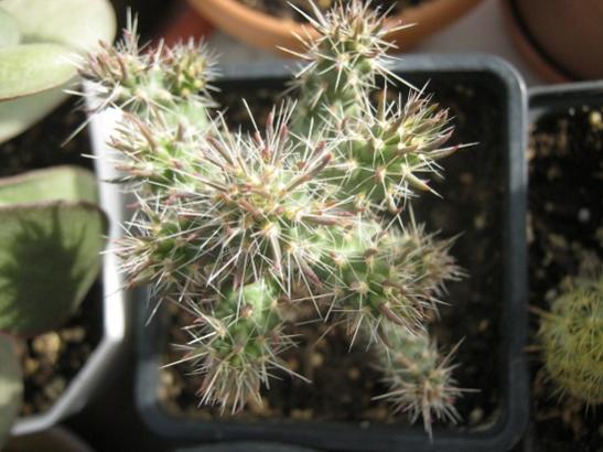 Name:  c. imbricata.jpg
Views: 969
Size:  38.8 KB