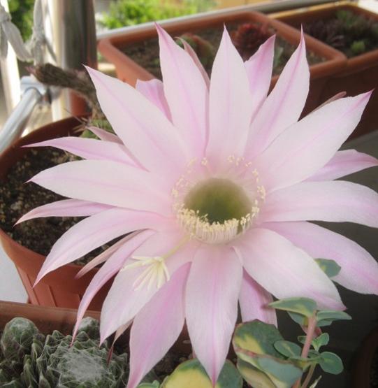 Name:  kaynana topuzu-.jpg
Views: 1024
Size:  37.9 KB