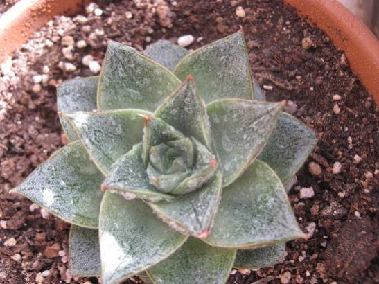 Name:  e. puspusorum.jpg
Views: 965
Size:  50.9 KB
