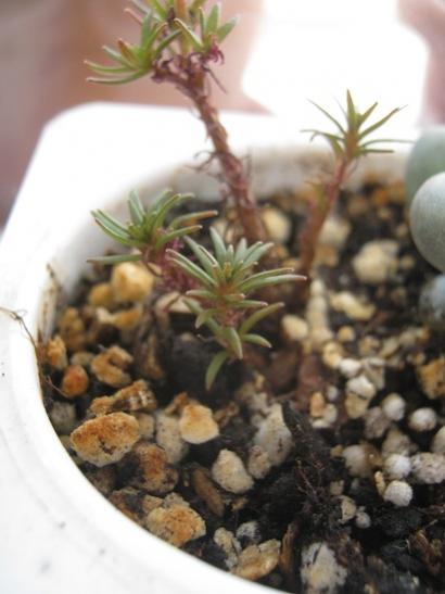 Name:  sedum choklet.jpg
Views: 981
Size:  29.9 KB