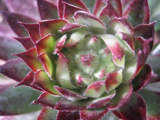 Name:  sempervivum.jpg
Views: 956
Size:  36.3 KB