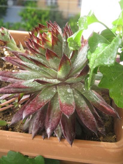 Name:  sempervivum--.jpg
Views: 961
Size:  39.8 KB