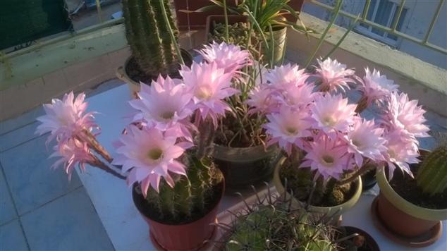 Name:  WP_20160621_001 (635 x 357).jpg
Views: 2348
Size:  36.5 KB
