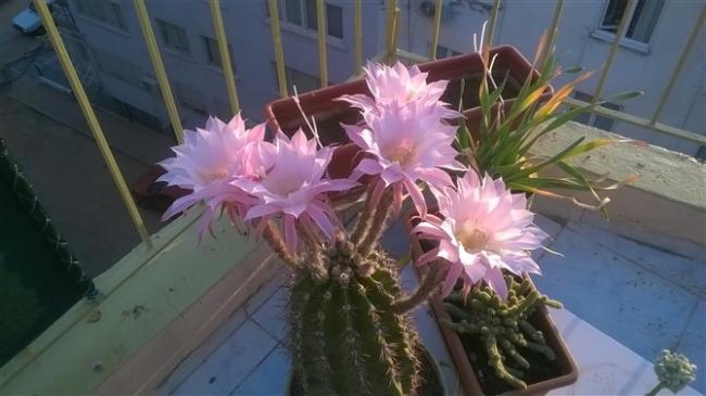 Name:  WP_20160621_002 (670 x 376).jpg
Views: 2311
Size:  34.8 KB