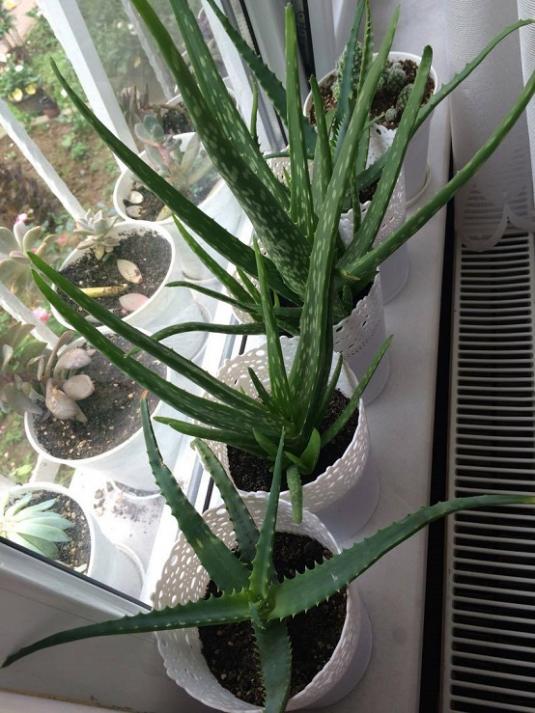 Name:  aloe.jpg
Views: 467
Size:  68.3 KB