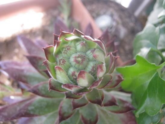 Name:  sempervivum.jpg
Views: 1025
Size:  26.9 KB
