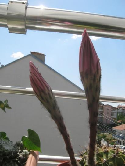 Name:  k. topuzu.jpg
Views: 1021
Size:  25.9 KB