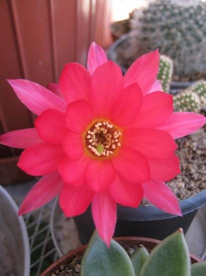 Name:  lobivia.jpg
Views: 966
Size:  25.7 KB