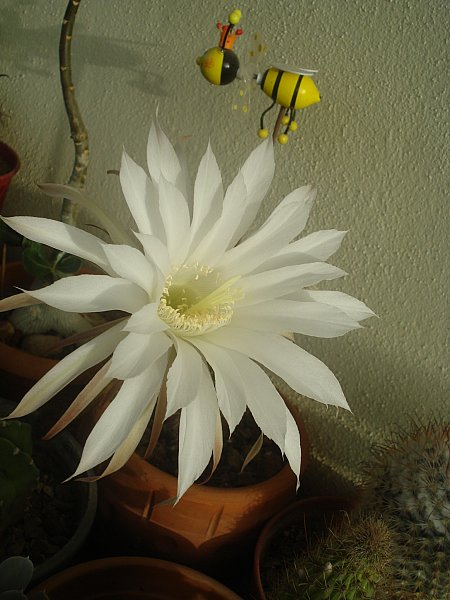 Name:  DSC08516.jpg
Views: 930
Size:  57.8 KB