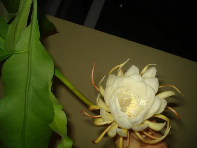 Name:  DSC08508.jpg
Views: 980
Size:  25.1 KB
