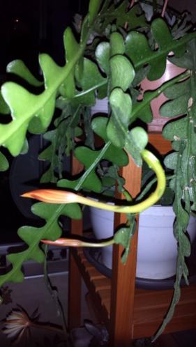 Name:  Epiphyllum anguliger (6).jpg
Views: 528
Size:  23.8 KB