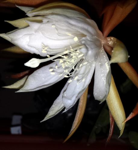 Name:  Epiphyllum anguliger (2).jpg
Views: 496
Size:  26.5 KB