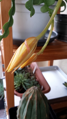 Name:  Epiphyllum anguliger (13).jpg
Views: 491
Size:  61.1 KB