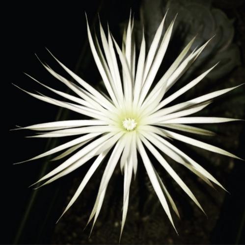 Name:  Echinopsis mirabilis 2016 (6).jpg
Views: 567
Size:  34.5 KB