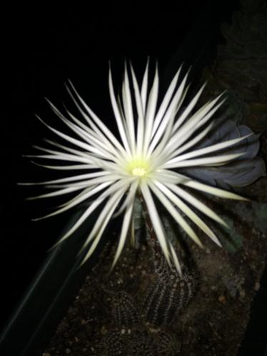 Name:  Echinopsis mirabilis 2016 (4).jpg
Views: 561
Size:  23.5 KB